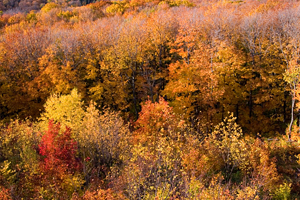 Fall Foliage in Michigan