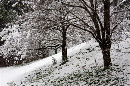 First Snow, December 2009, Reston, Virginia
